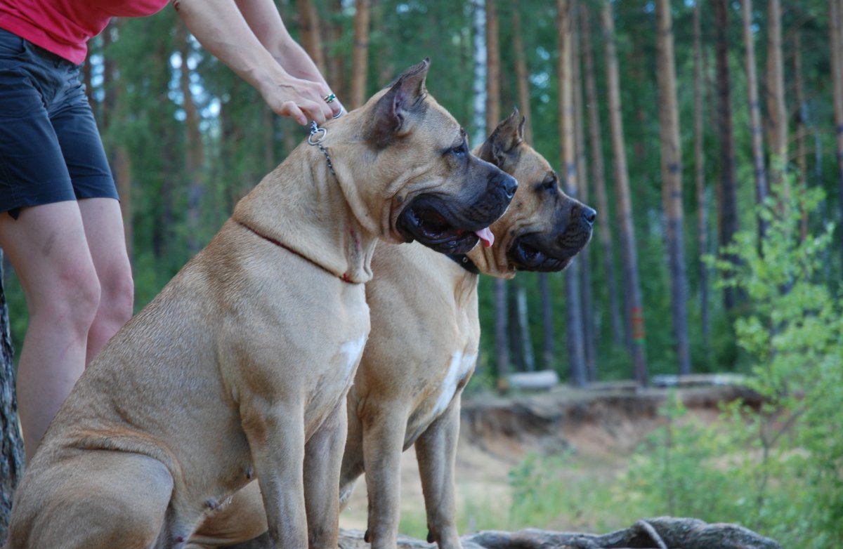 Канарский дог и волкодав