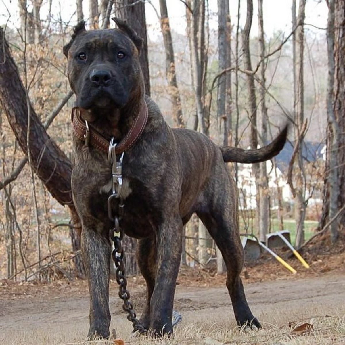 Presa Canario порода собак
