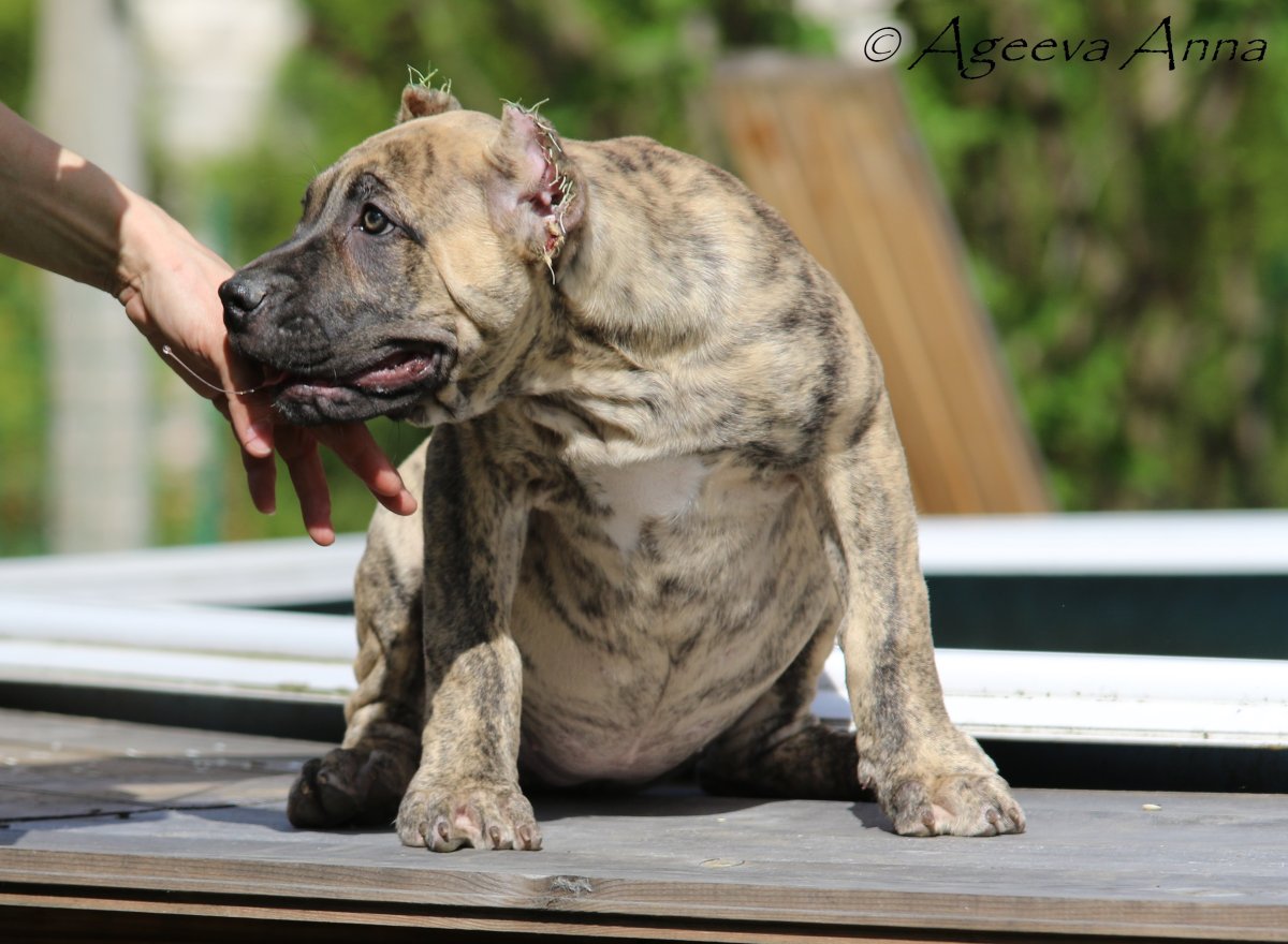 Канарский дог тату