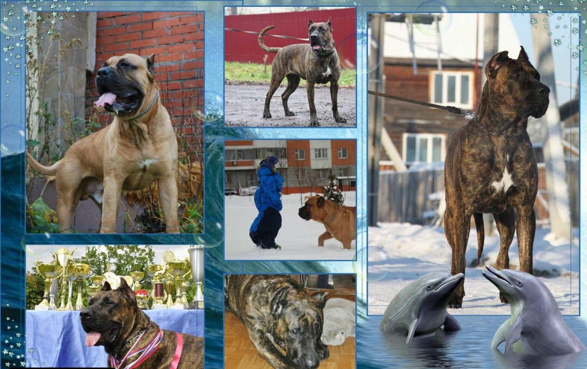 Канарский дог чемпион