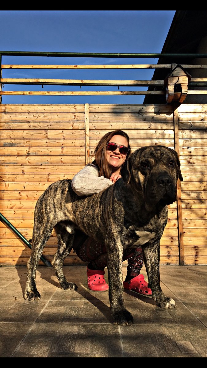 Канарский дог Юлия Романова