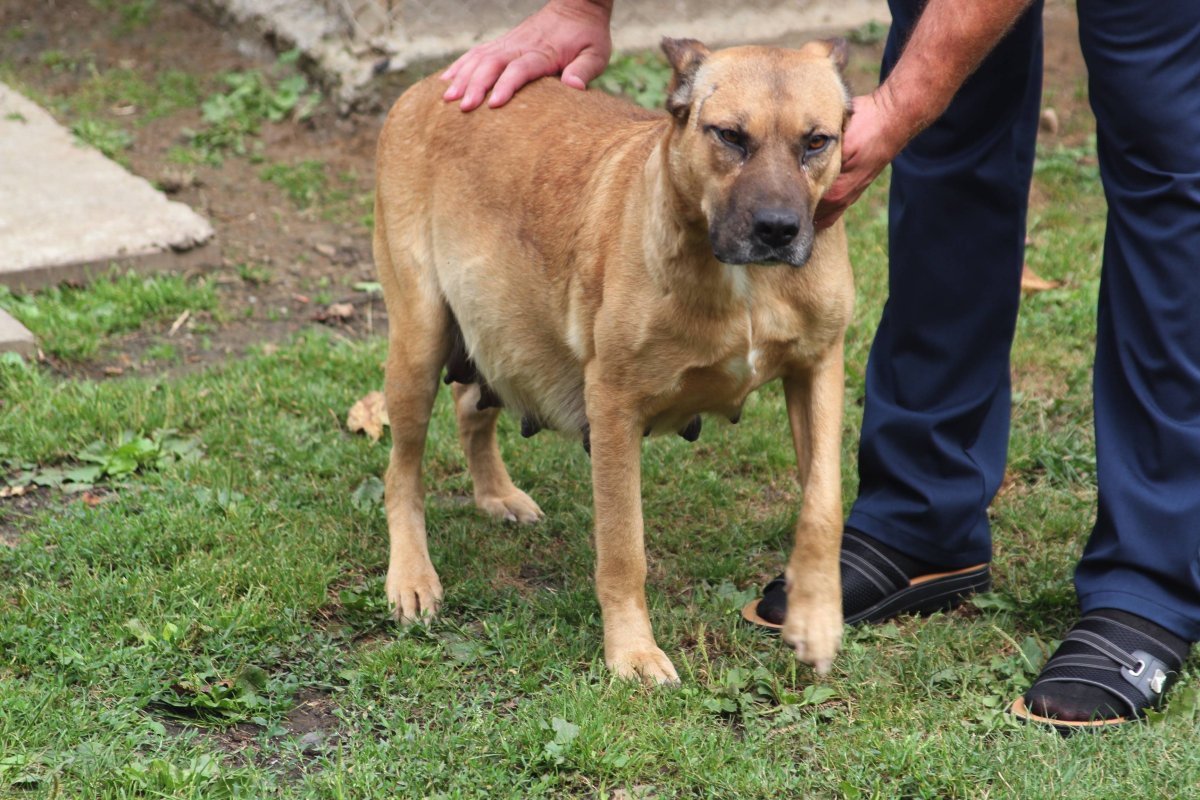 Порода собак осетинский алано