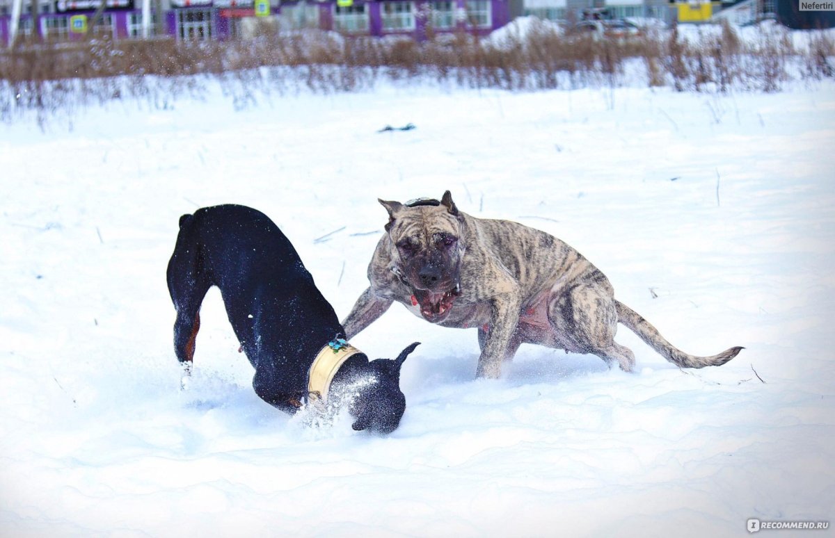 Канарский дог