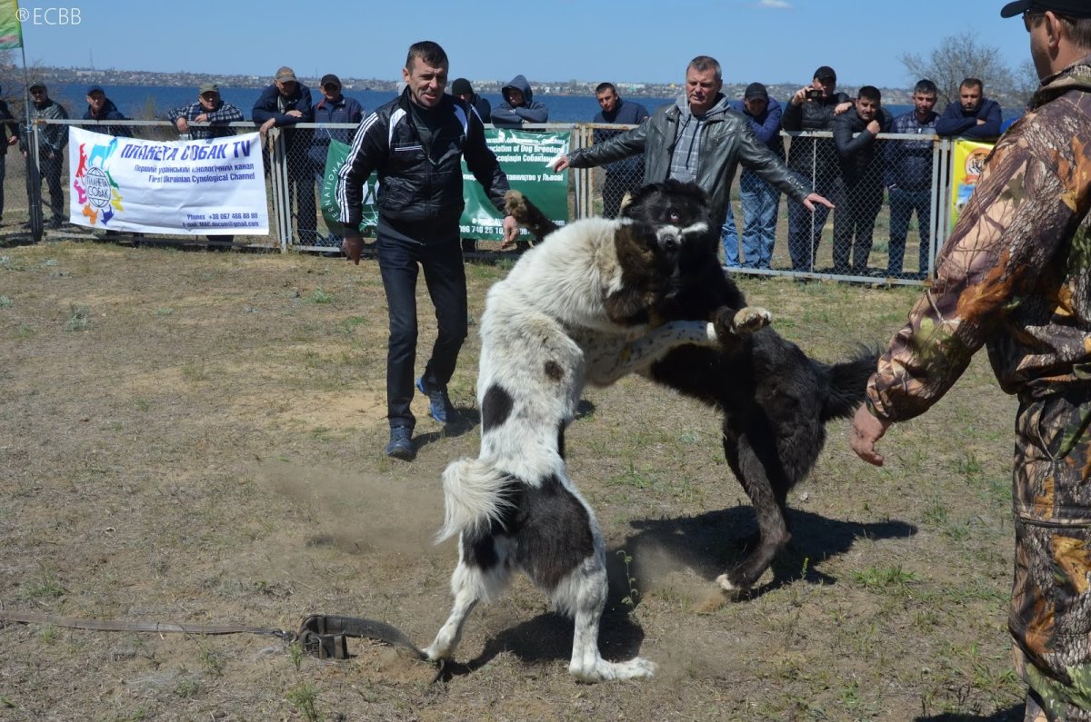 Аждар Челябинский волкодав