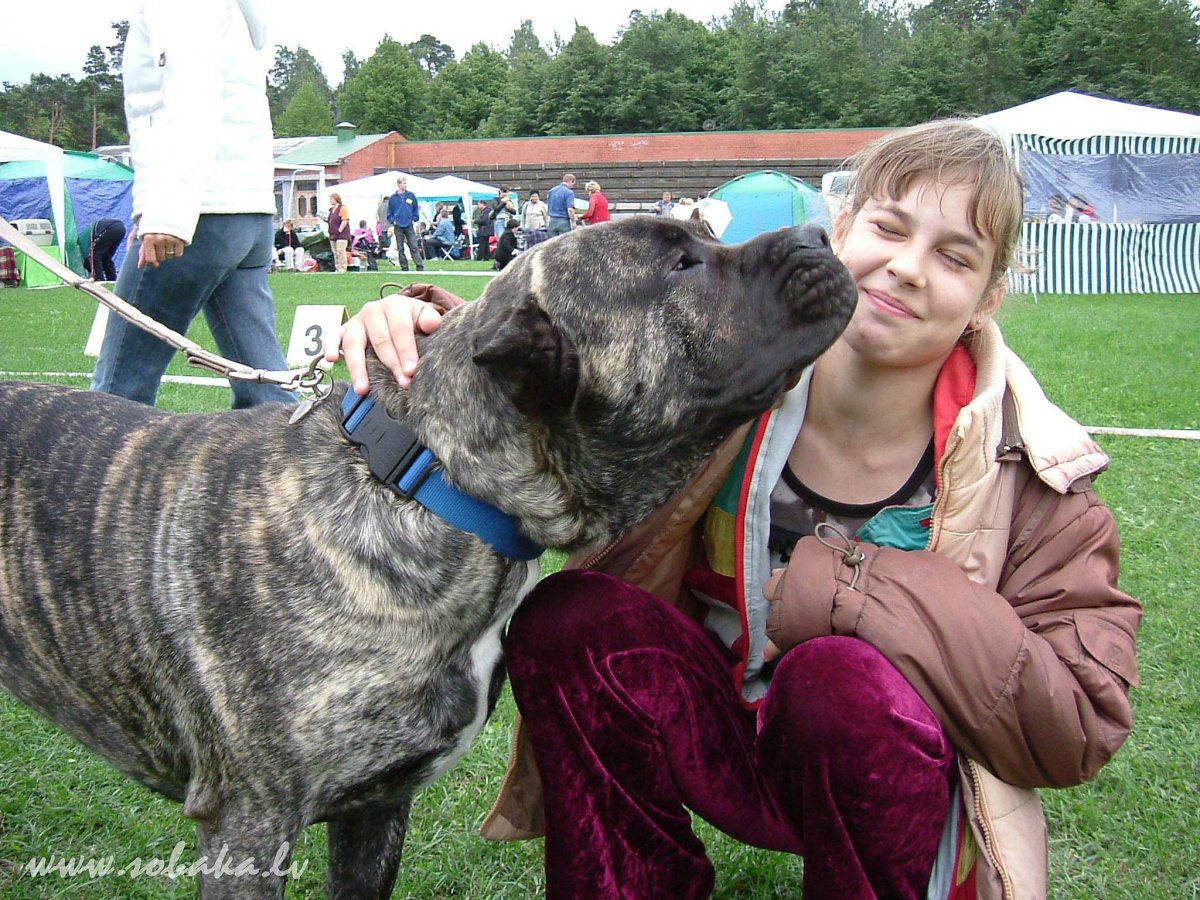 Канарский дог