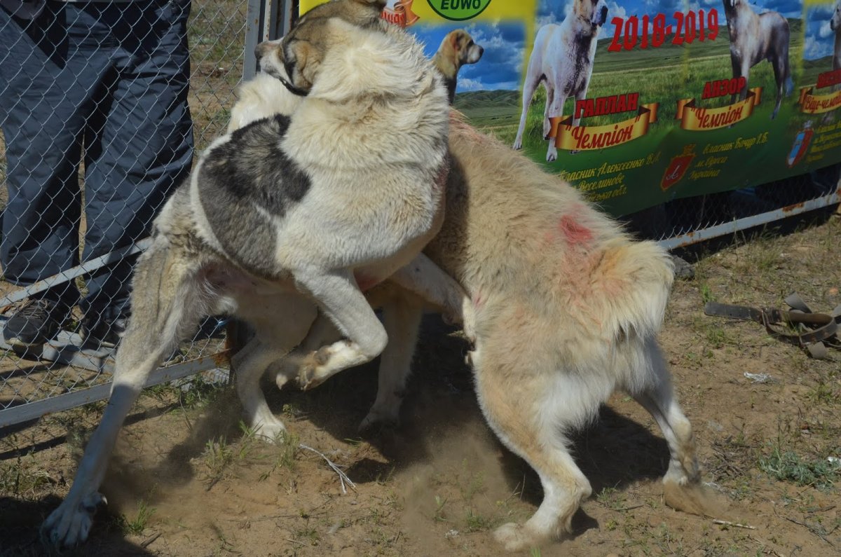 Канарский дог vs волкодав