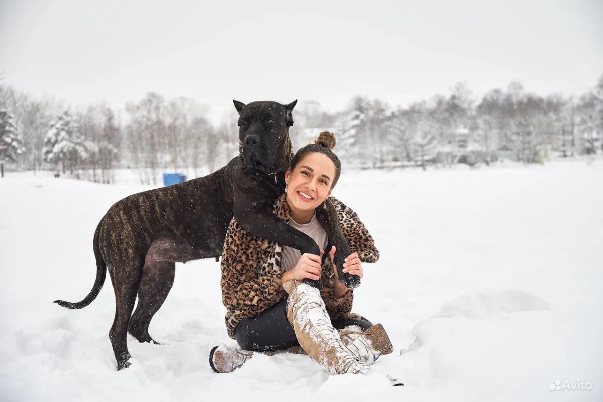 Канарский дог