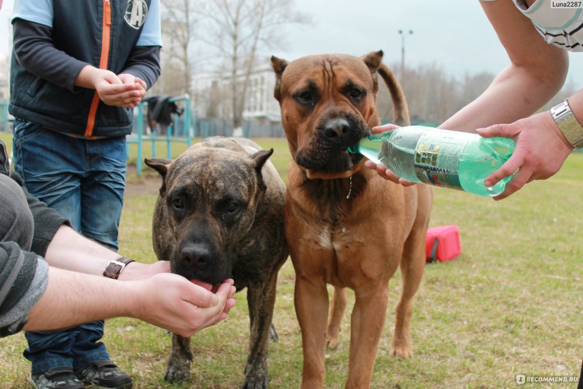 Канарский дог щенки 4 месяца
