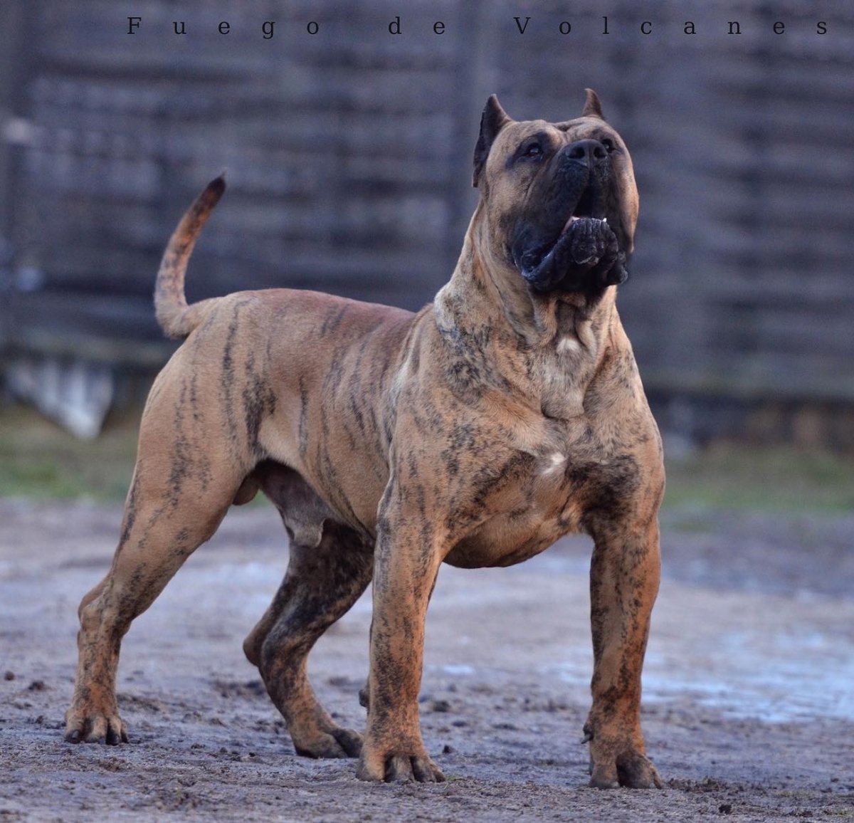 Преса Канарио