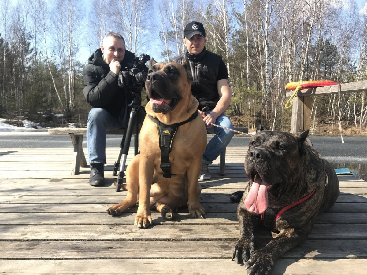 Канарский дог черный щенок