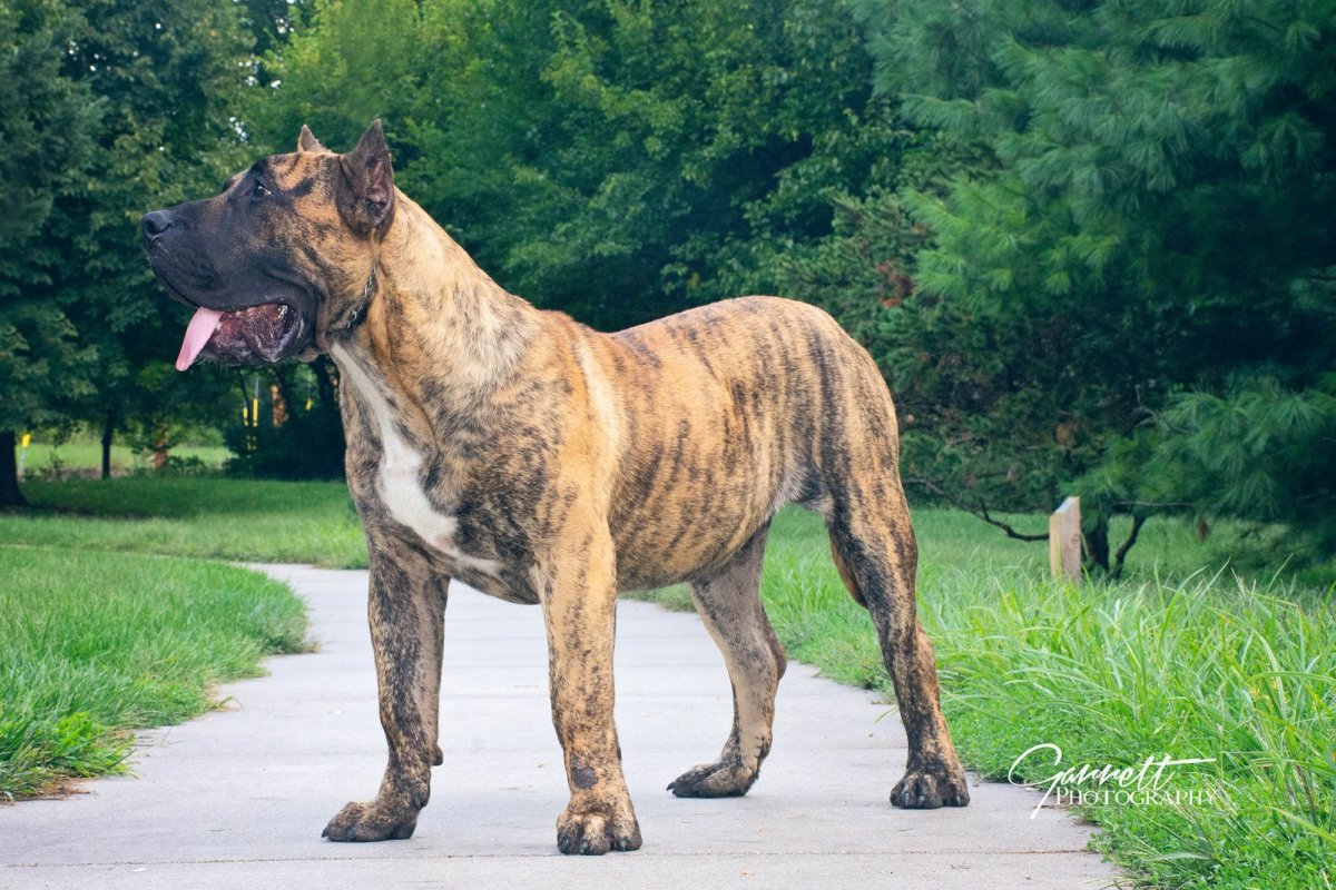 Пьера де преса Канарио