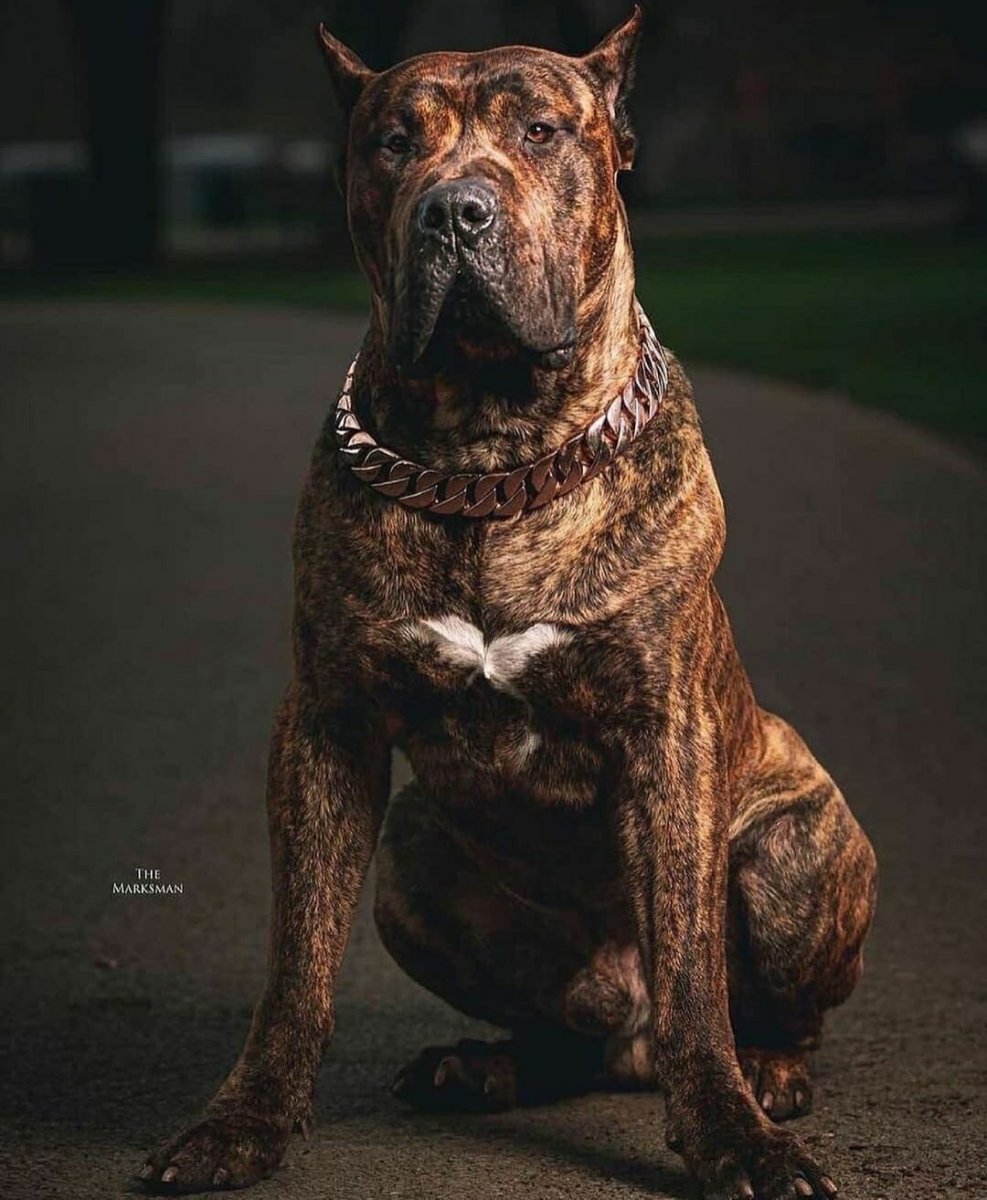 Канарский дог