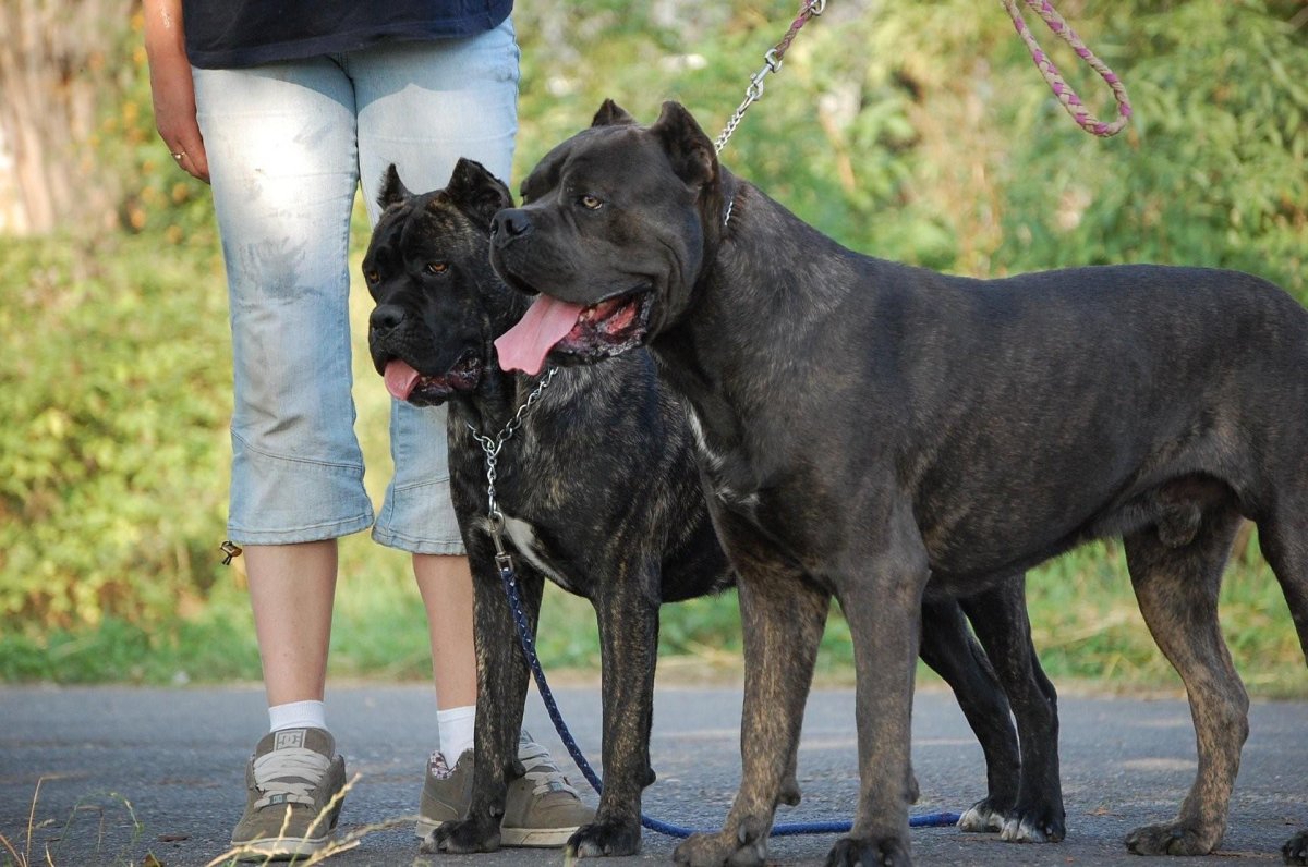 Собака телохранитель породы Кане Корсо