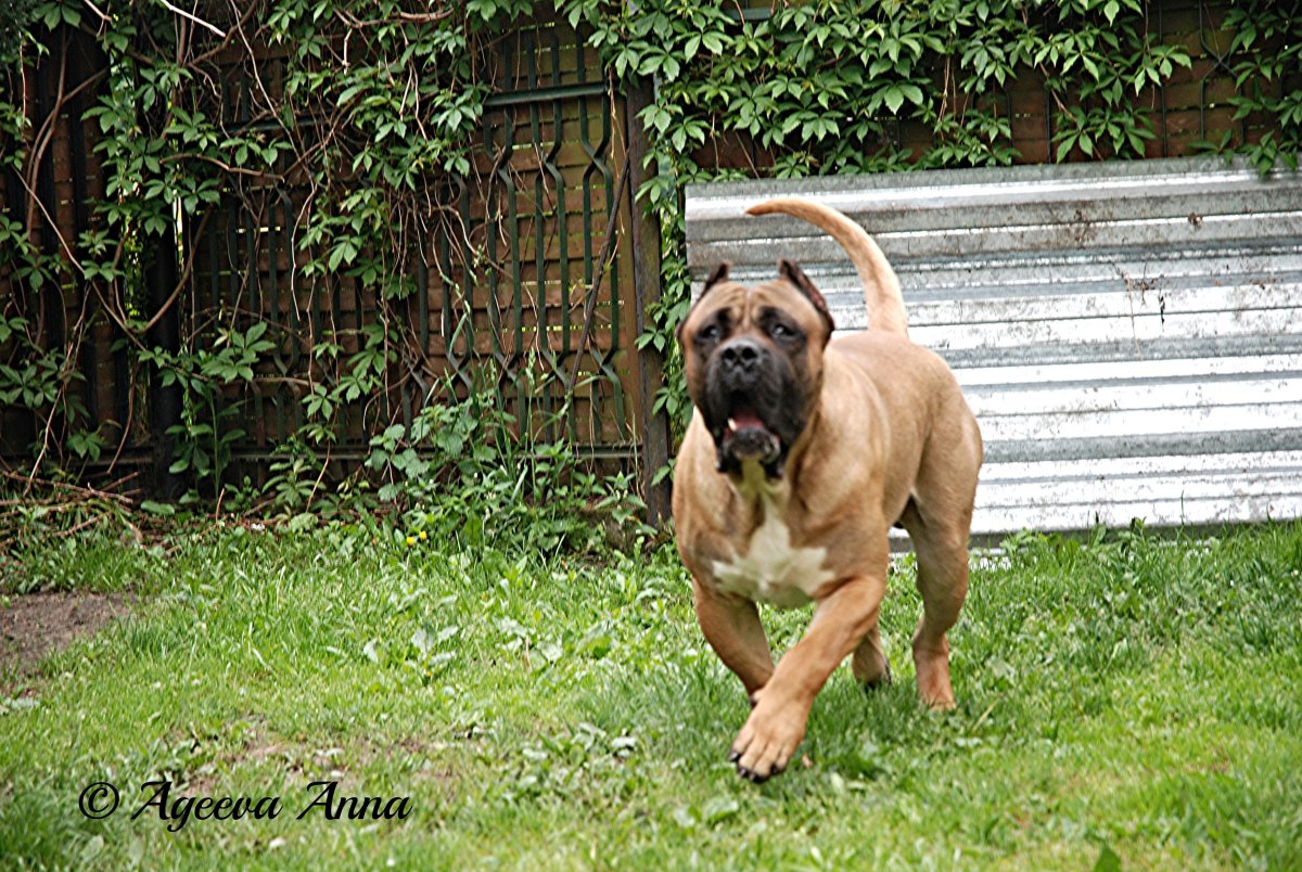 Канарский дог цена щенка в Новосибирске