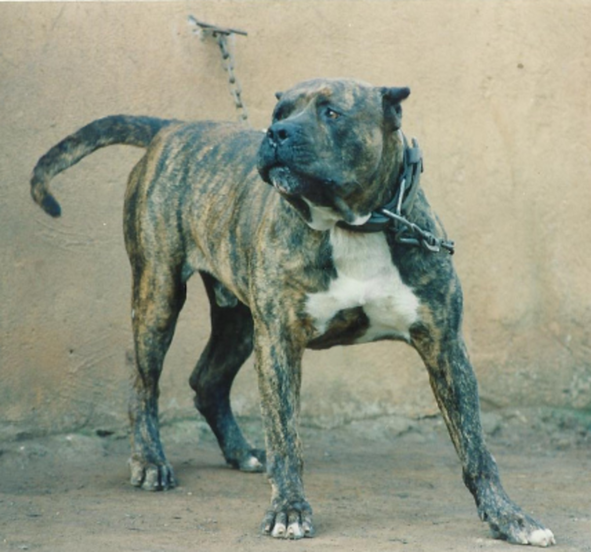 Канарские дог смерть в Америке