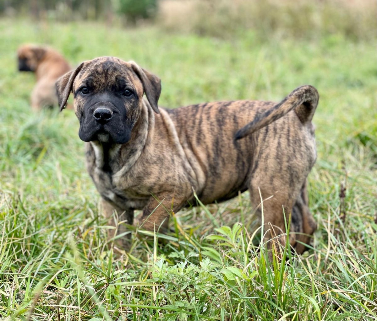 Канарский дог рядом с человеком