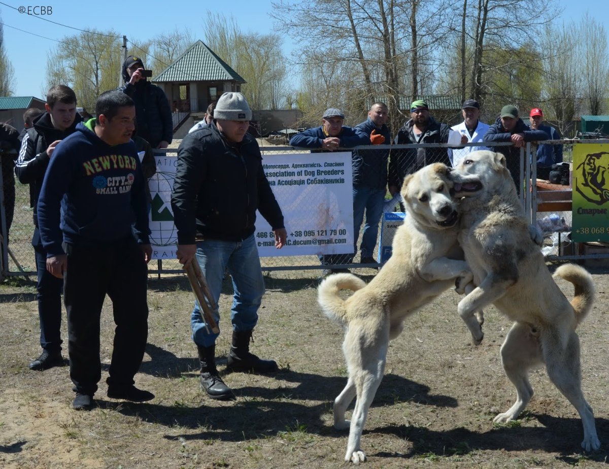 Волкодав Саид чемпион Украины