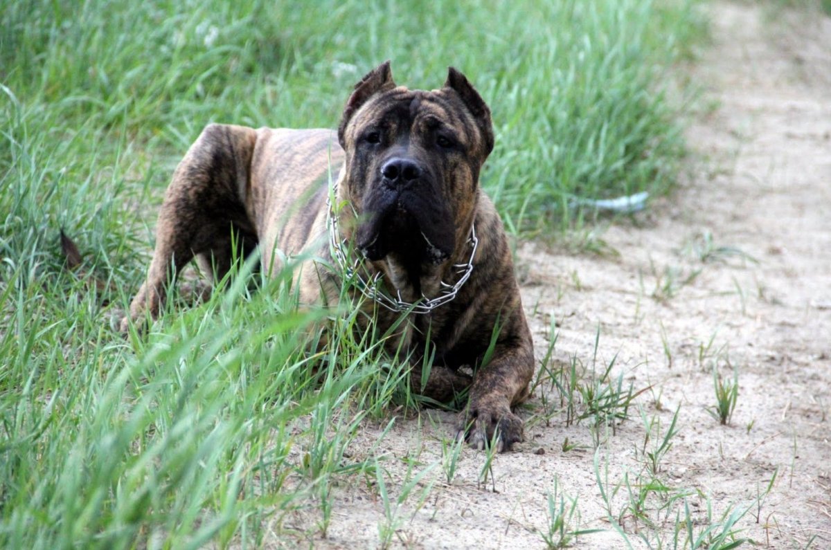 Кане Корсо и южноафриканский бурбуль