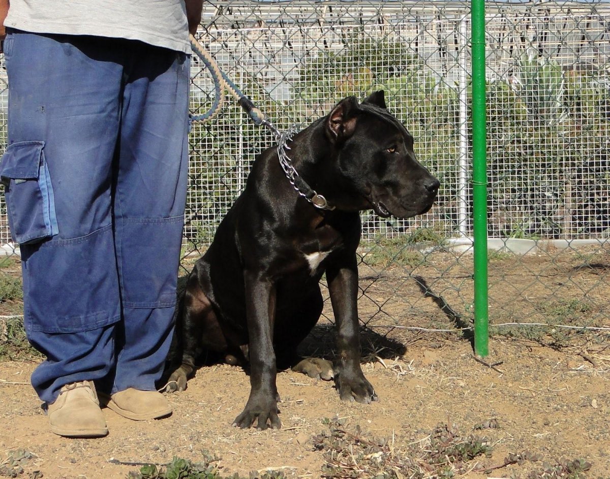 Канарский дог питомники в России