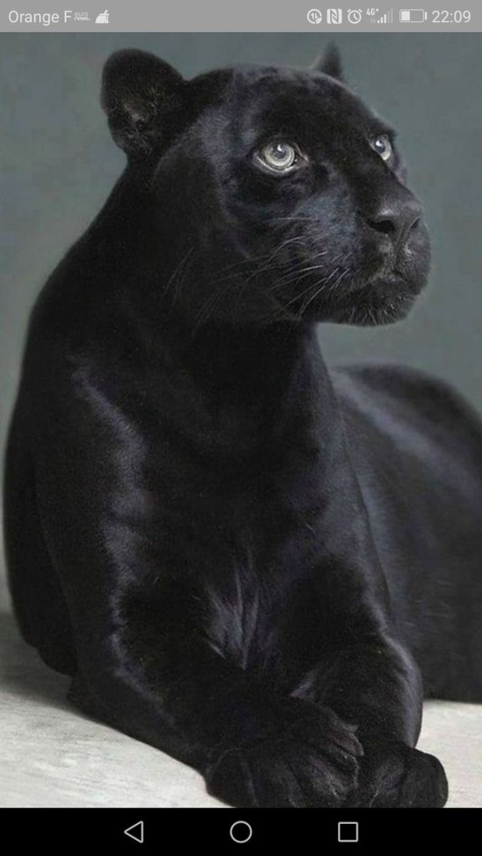 Пантера Багира