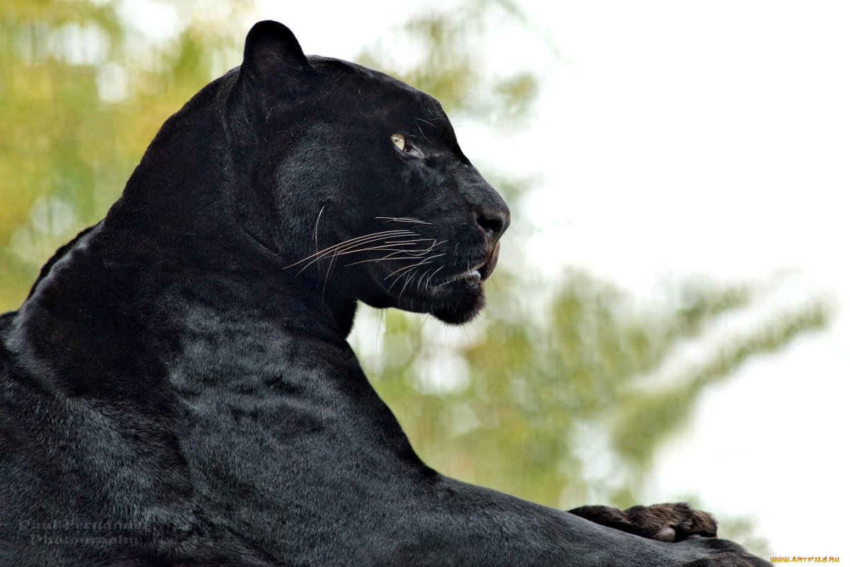Пантера в профиль