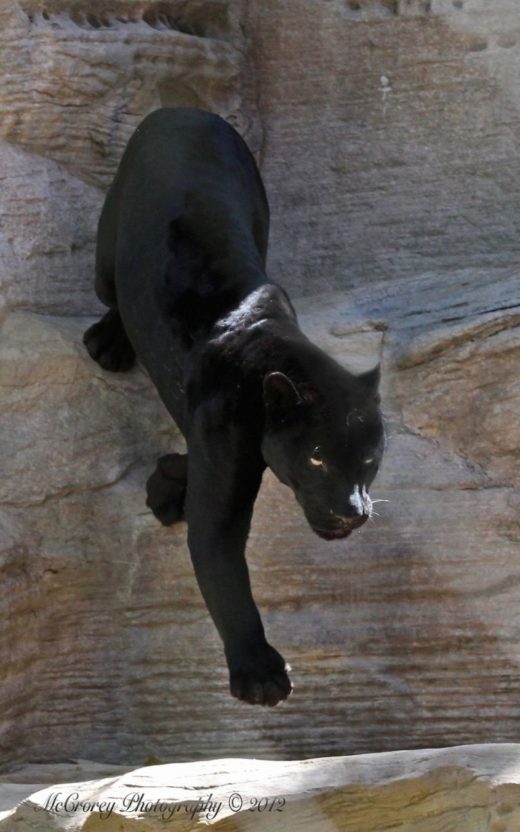 Крадущаяся пантера