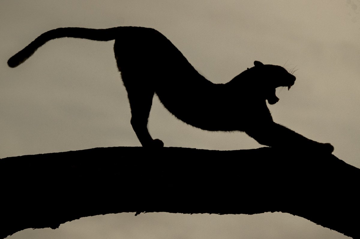 Силуэт пантеры