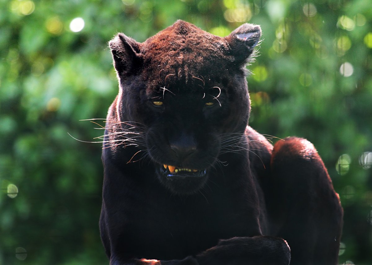 Пума черная злая