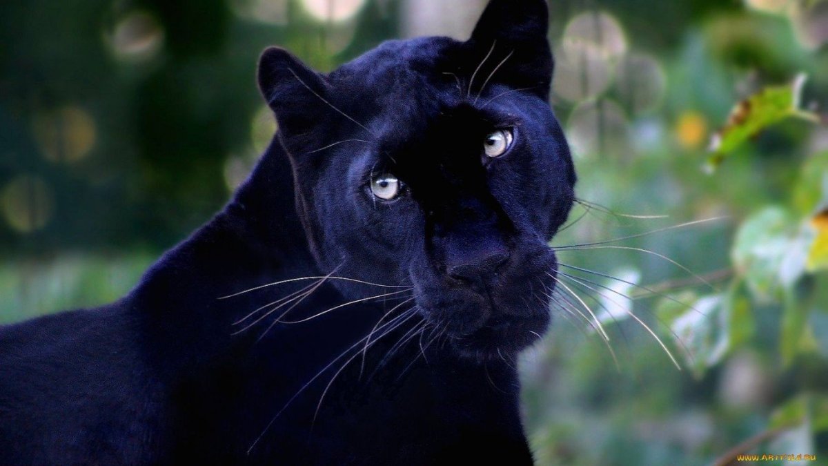 Черная пантера Багира