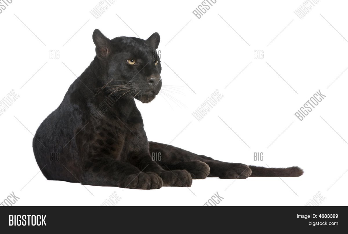 Черная пантера на белом фоне