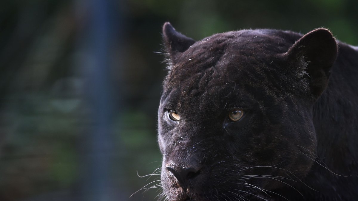 Лев и пантера