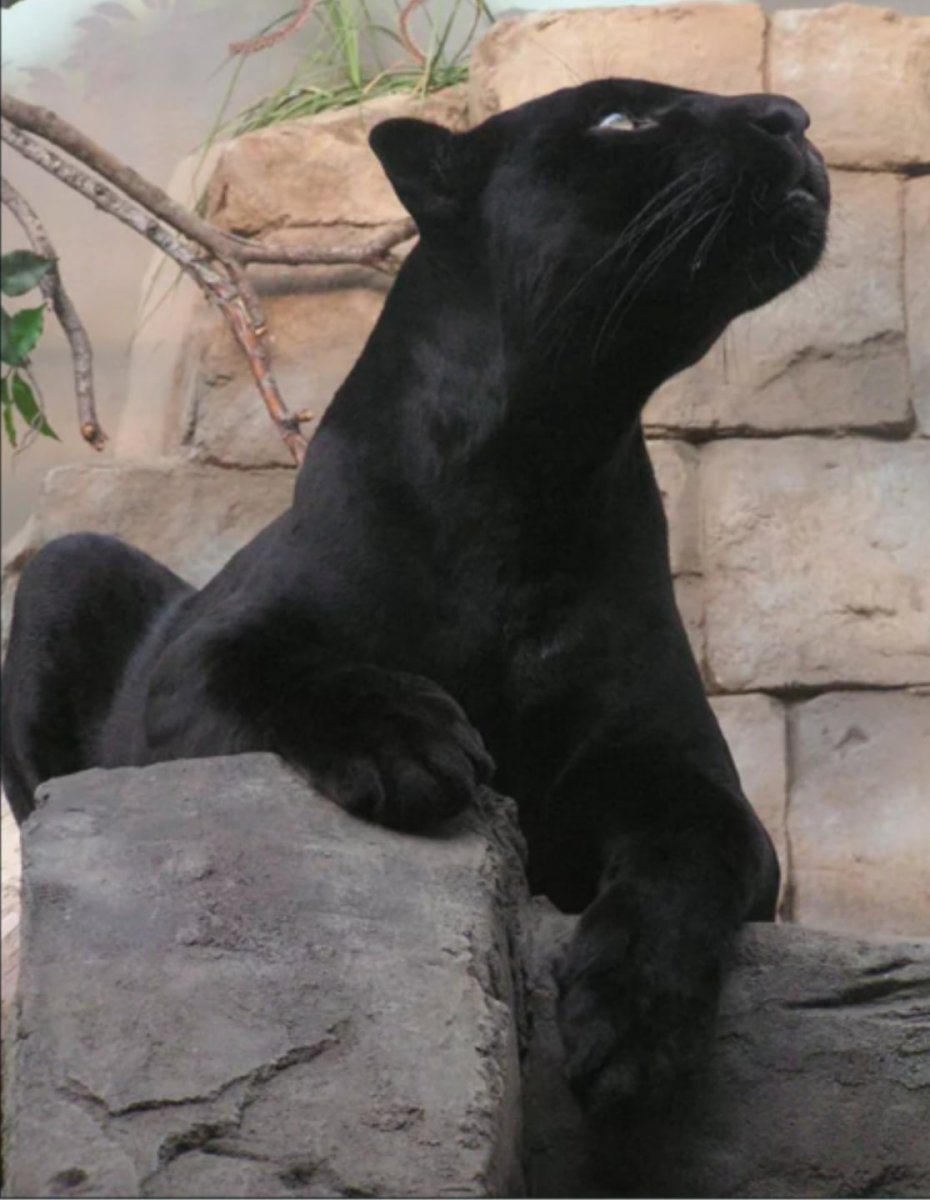 Багира Багира