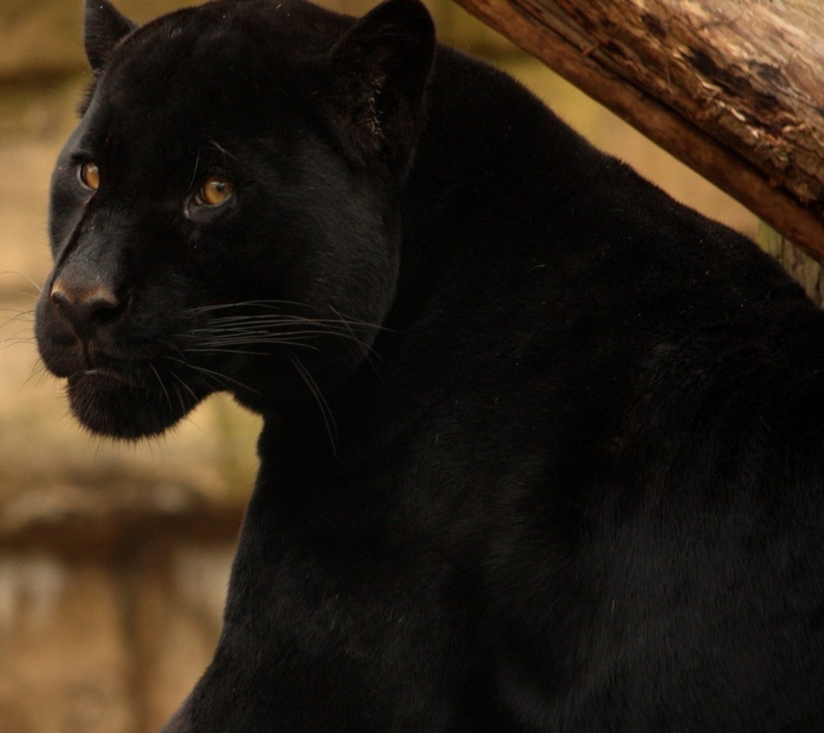 Дымчатая пантера