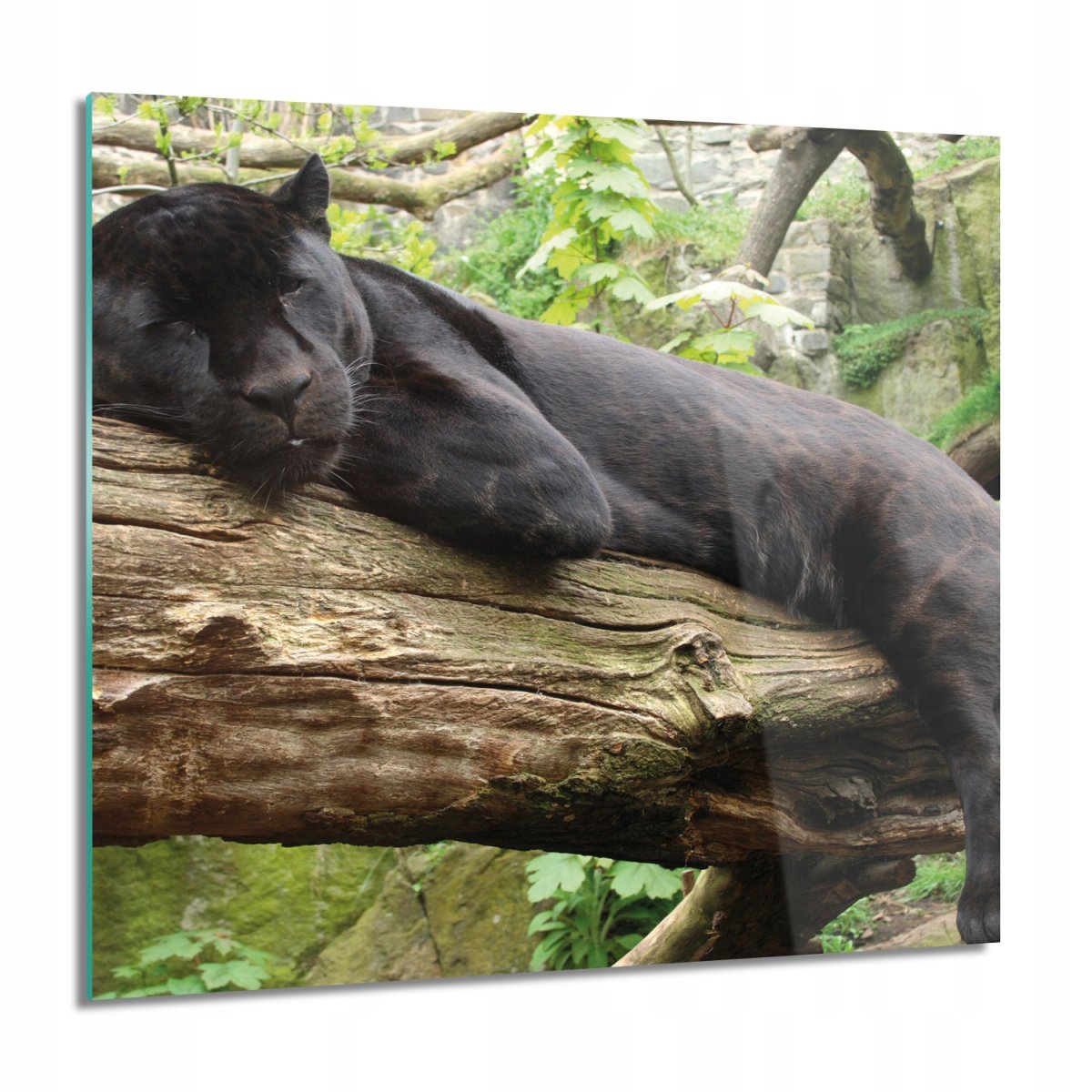 Пантера спит