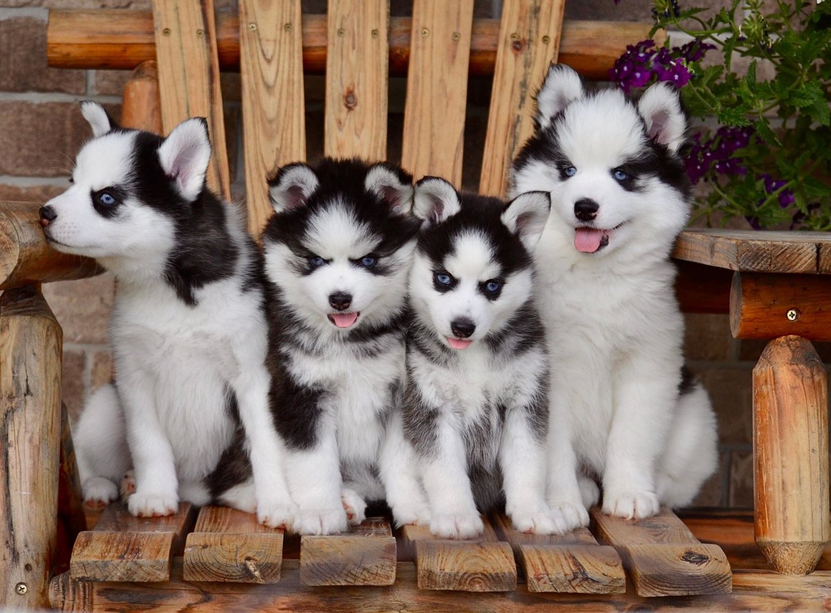 Обои на рабочий стол новогодние помски