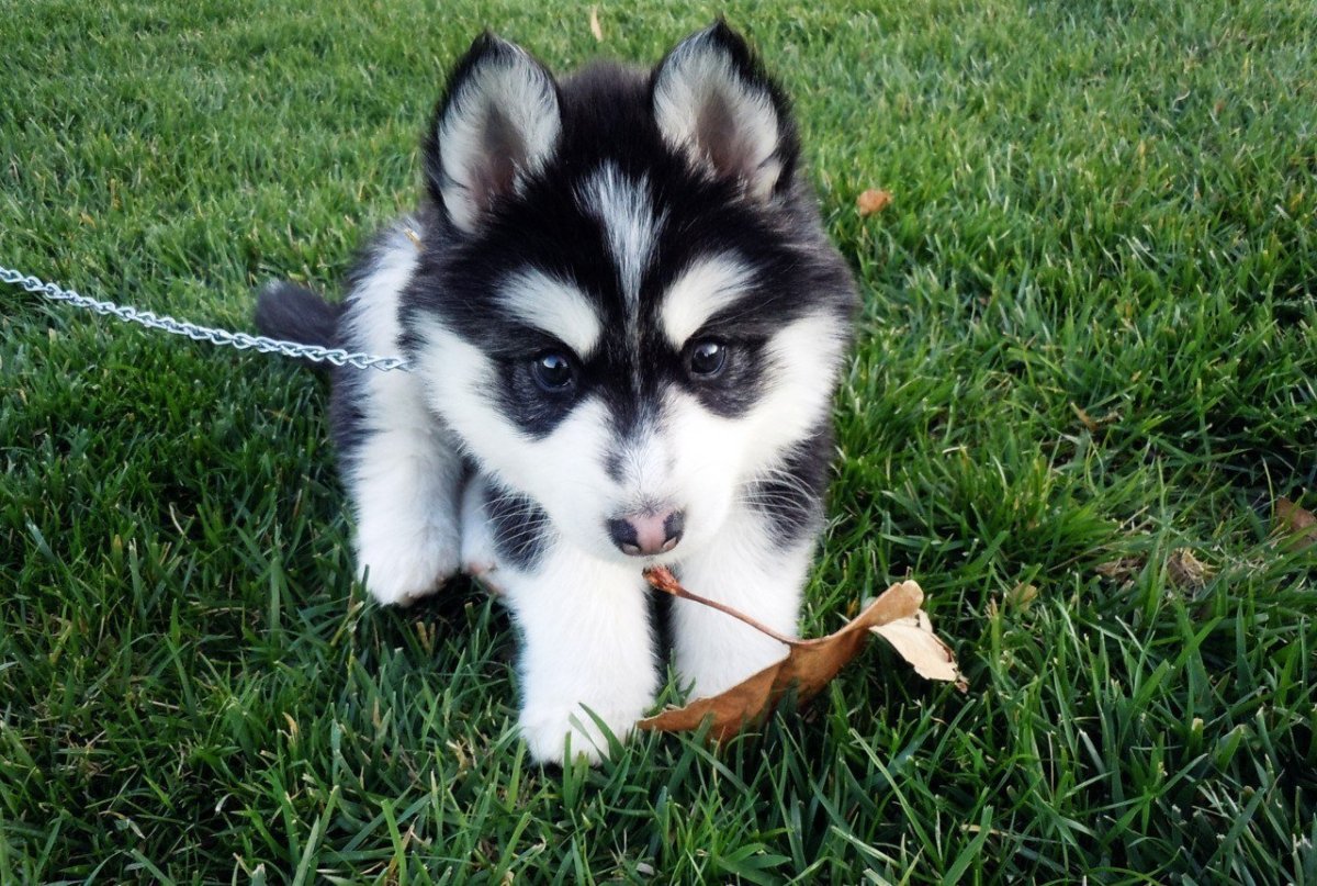 Хаски маленькие