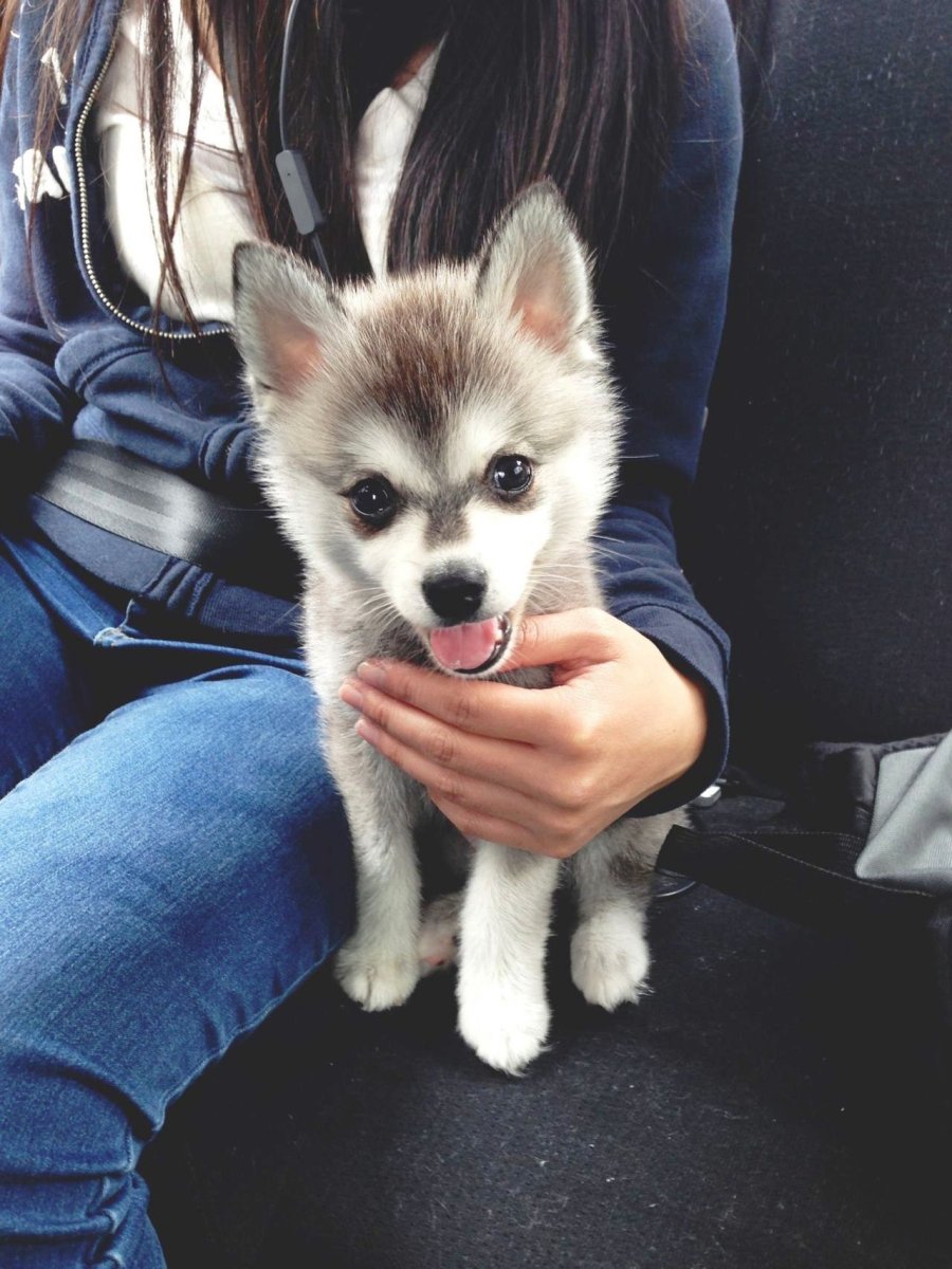 Хаски кли Кай