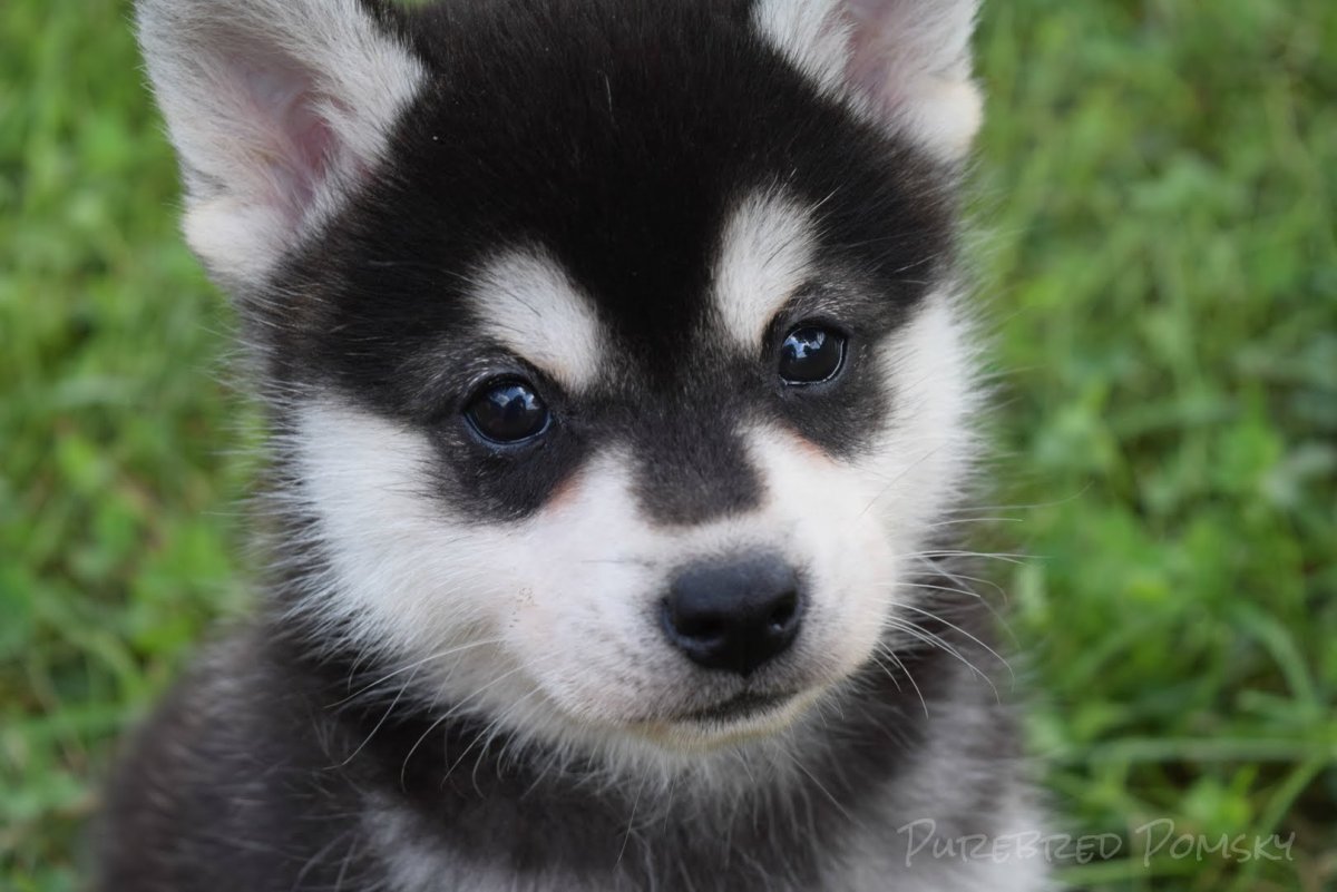 Микро помски