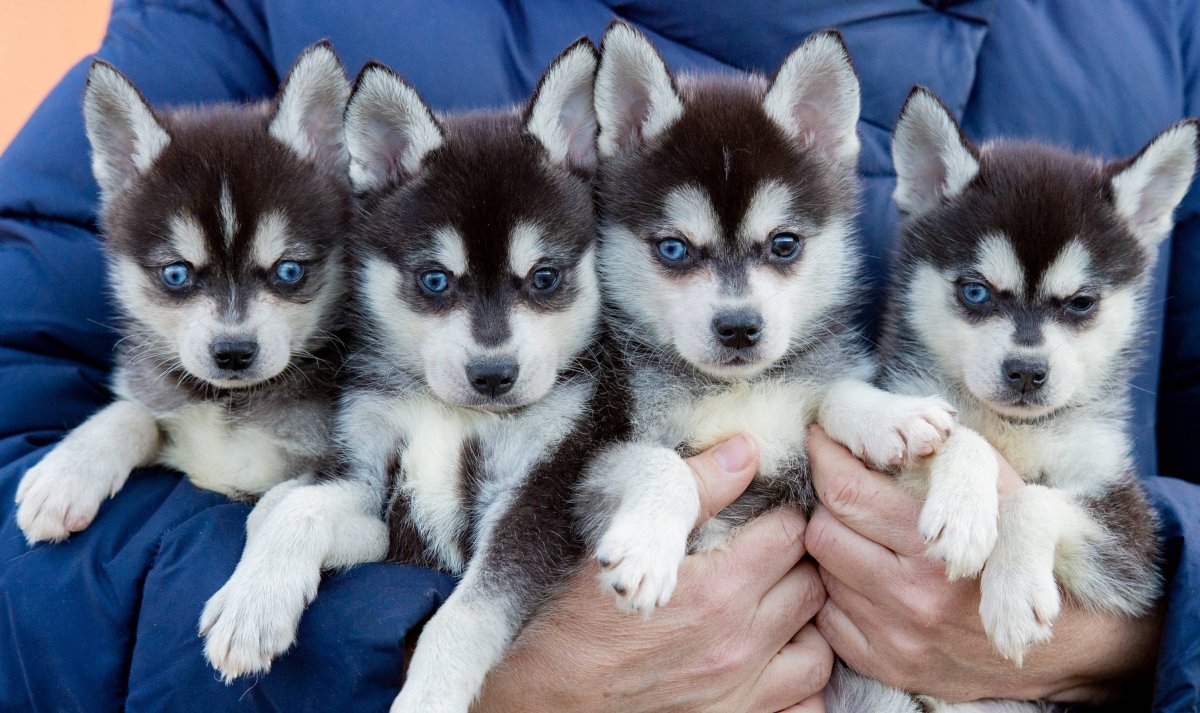 Аляскинский-кли-Кай щенок 2 месяца