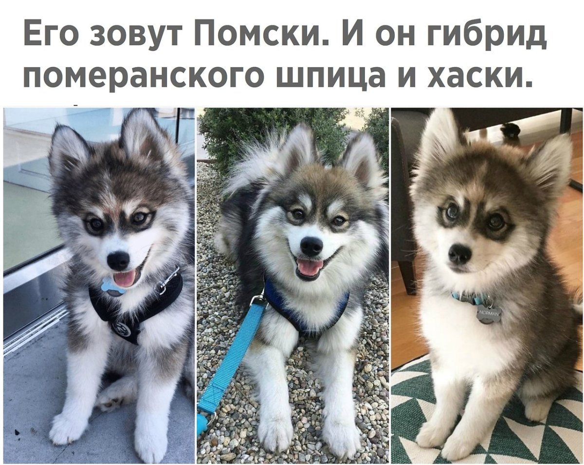 Немецкий шпиц и хаски