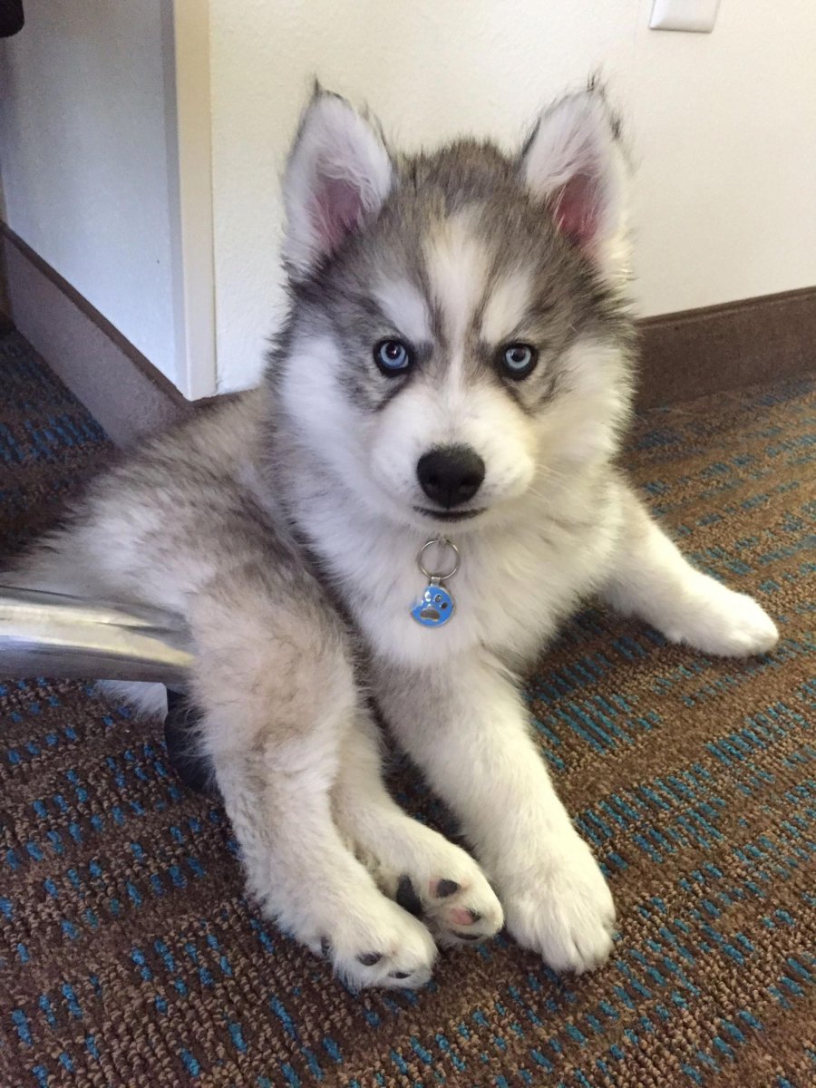 Сибирский Аляскинский хаски щенок