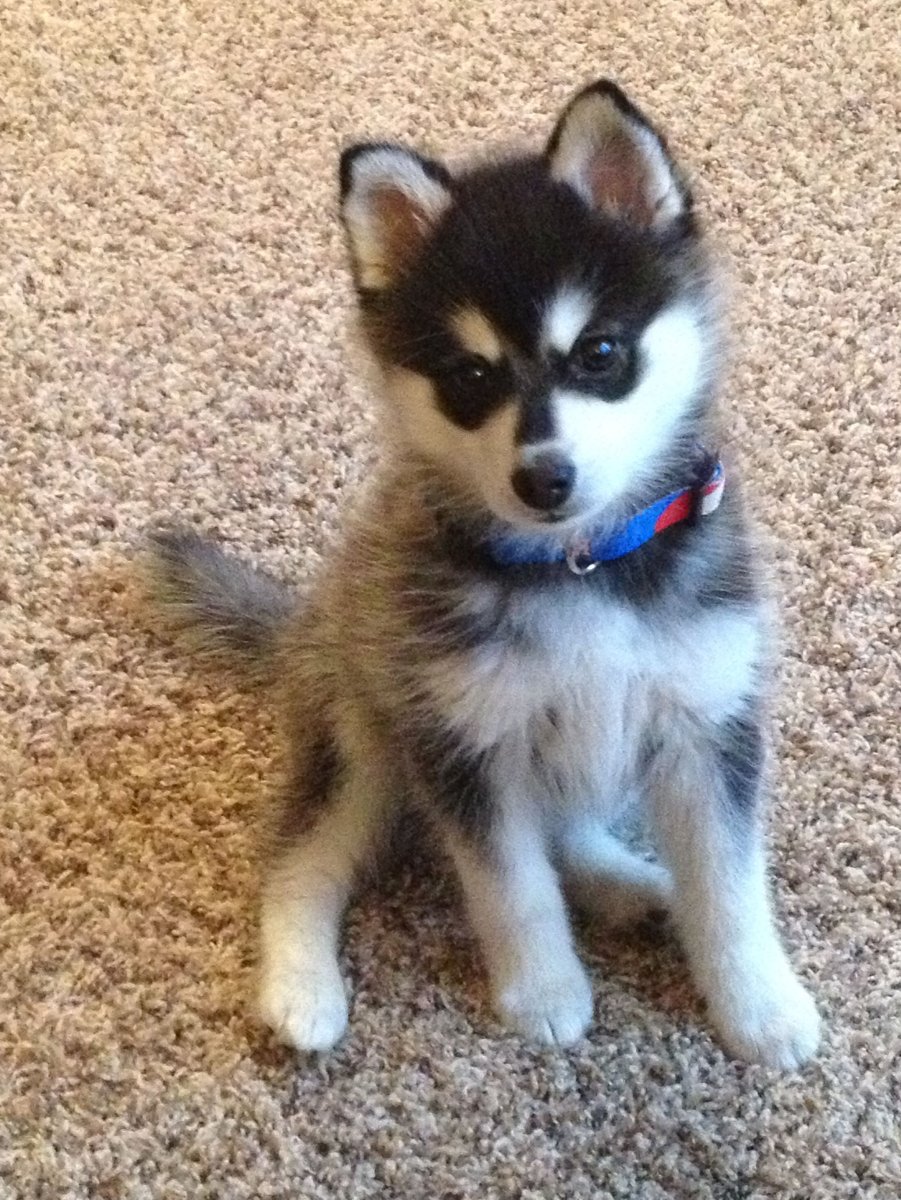 Аляскинский кли-Кай