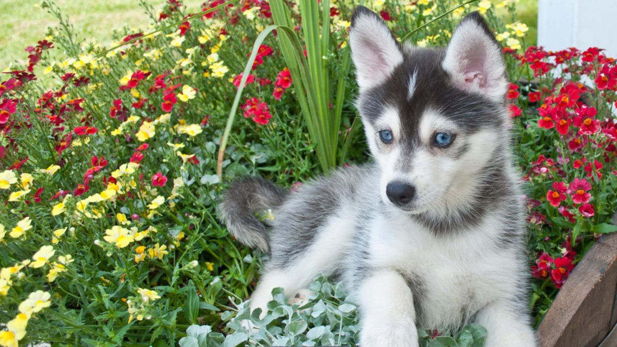 Помски собака