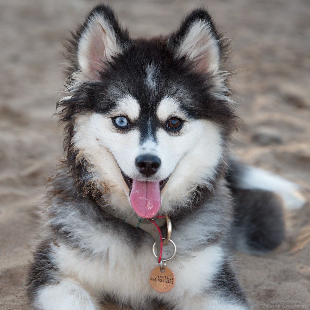 Помски Мерль