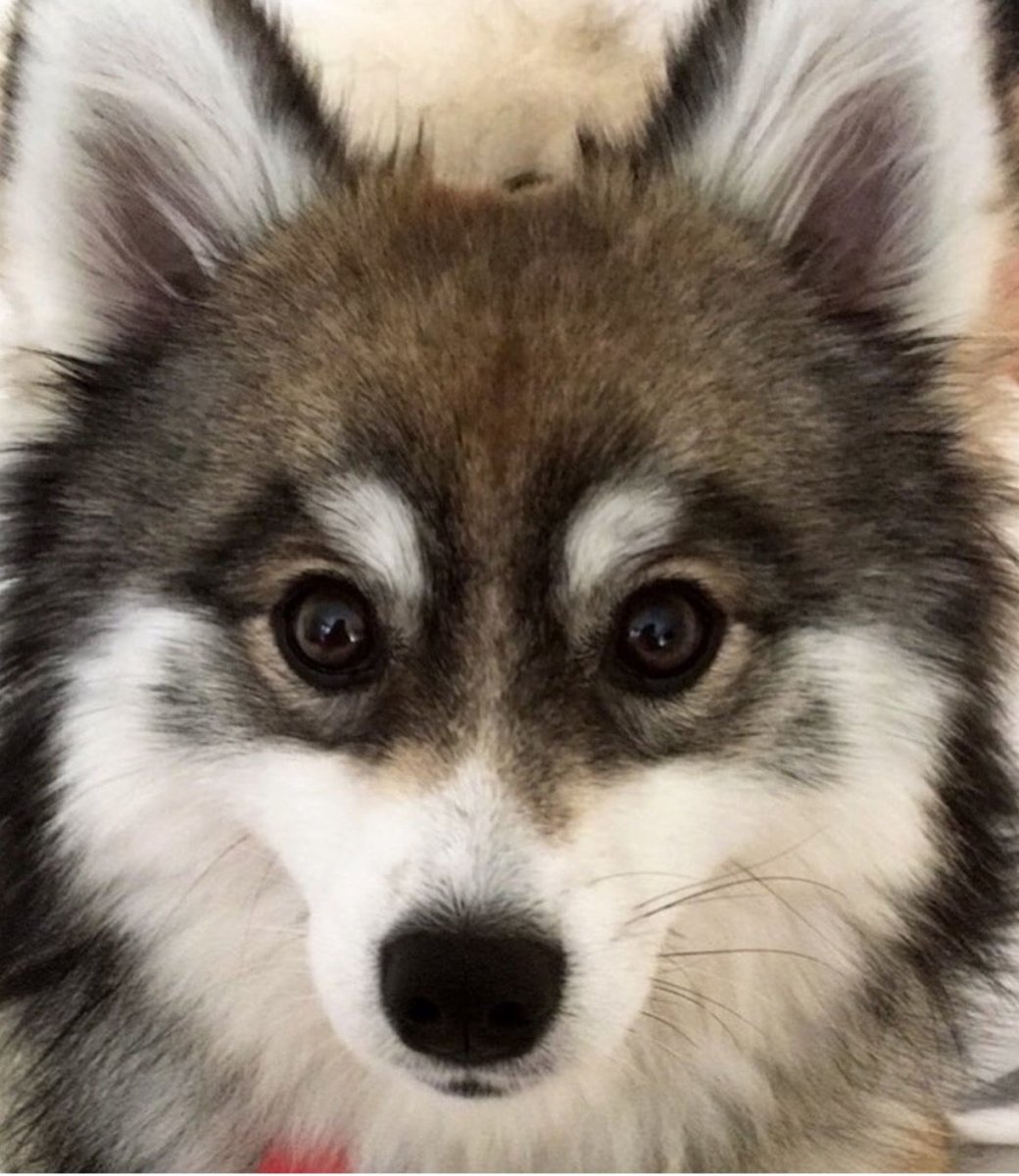 Помски Норман