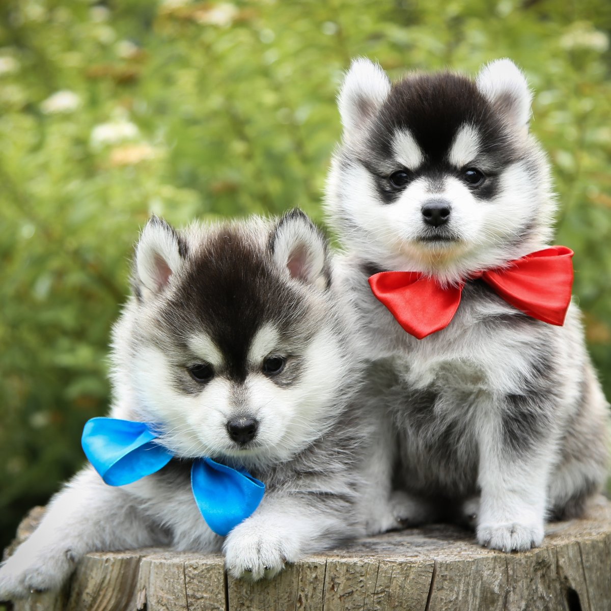 Помски с сибирской хаски