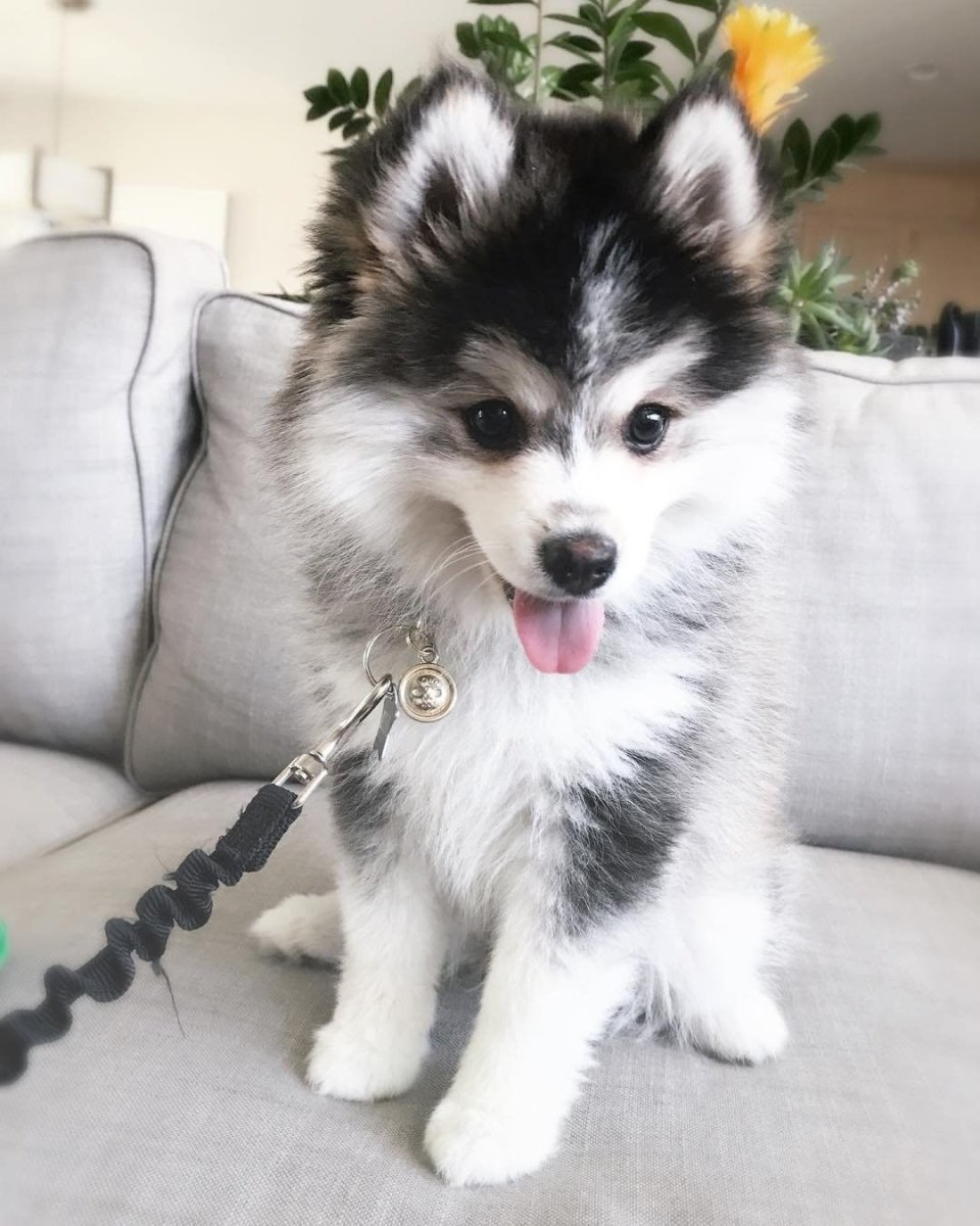 Померанский хаски