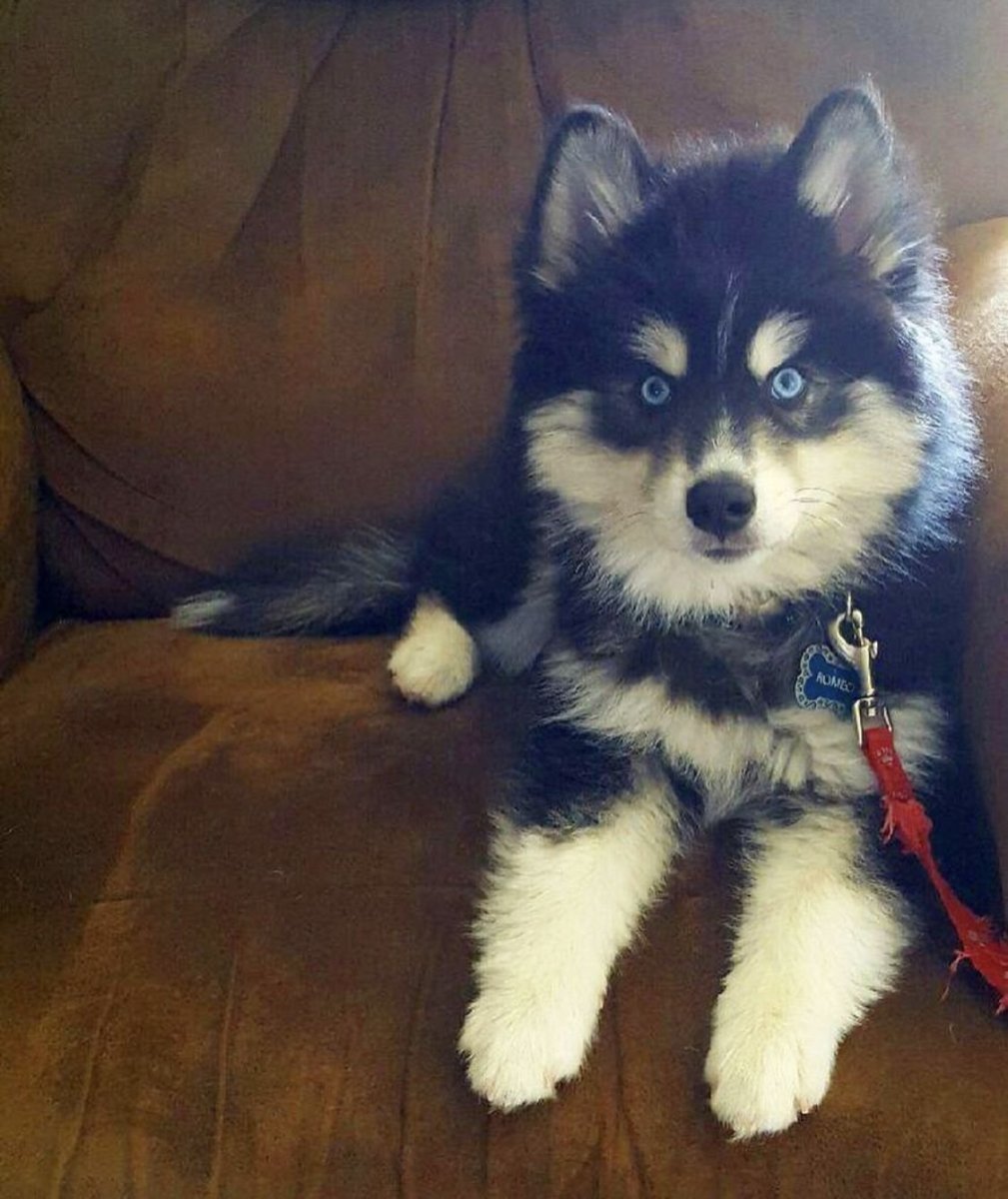 Помски Мерль