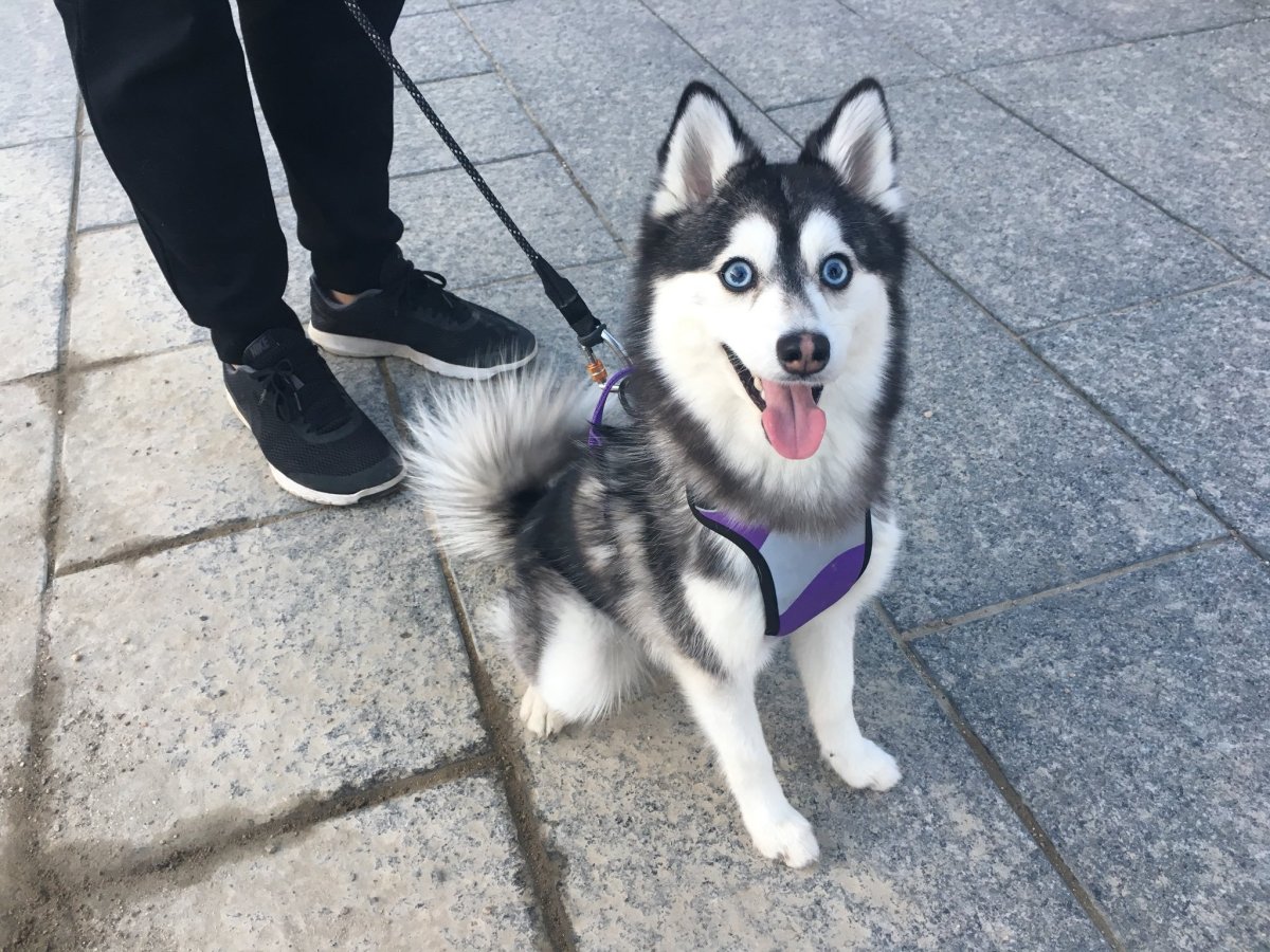 Помски собака