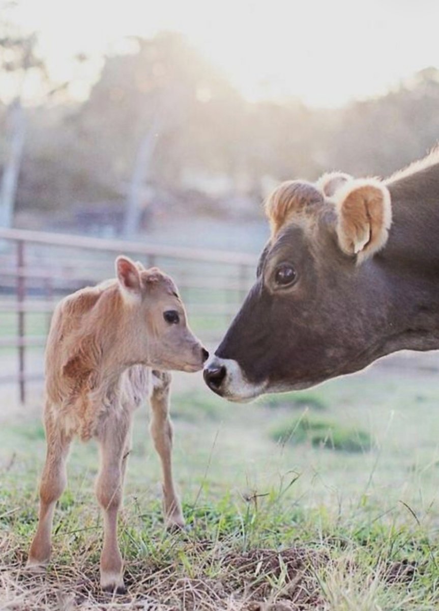 Коровы и телята
